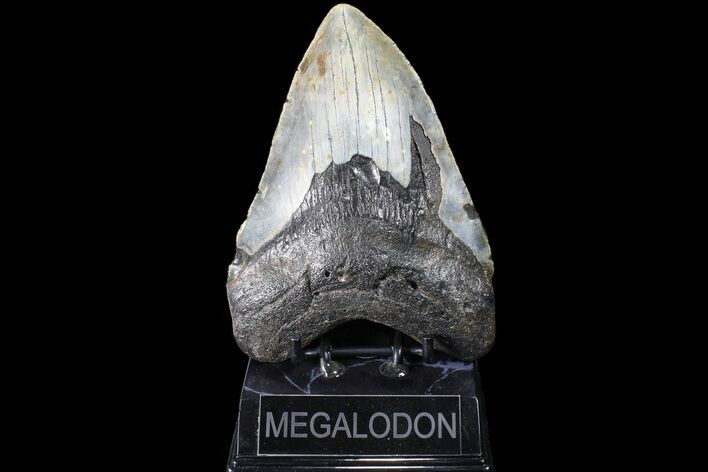 Bargain, Megalodon Tooth - North Carolina #83992